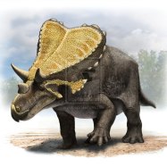 Mercuriceratops