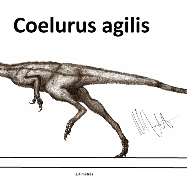 Coelurus