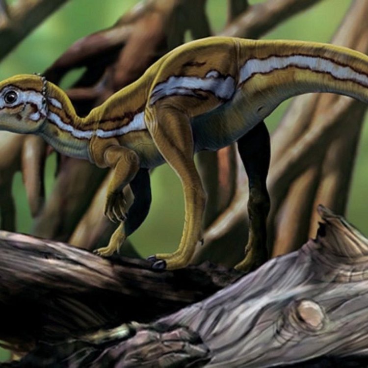 Micropachycephalosaurus