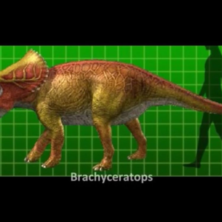 Brachyceratops