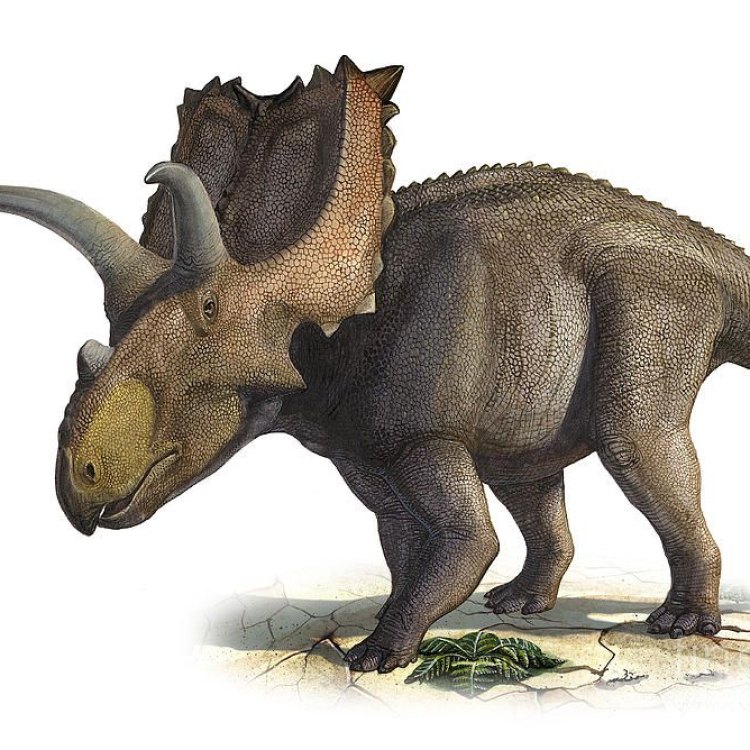 Coahuila ceratops