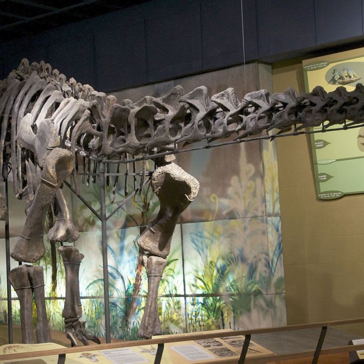 Haplocanthosaurus