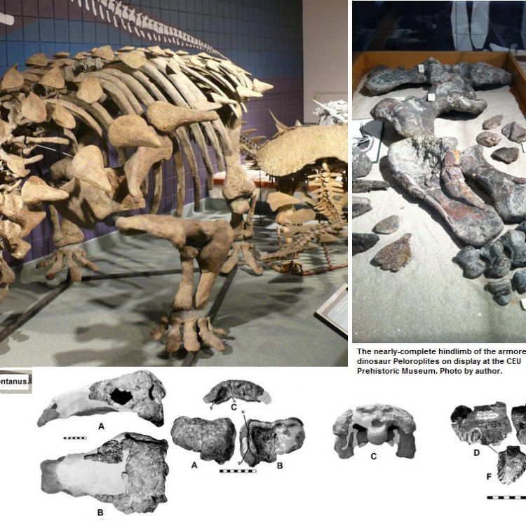 Peloroplites: The Gentle Giant of the Late Cretaceous Era