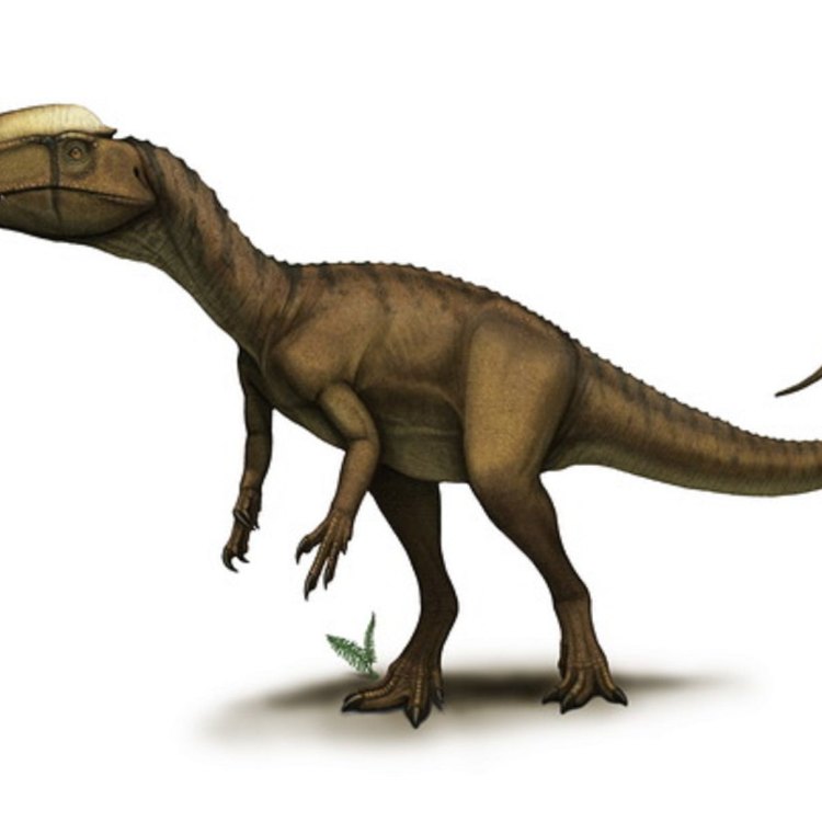 Loricatosaurus