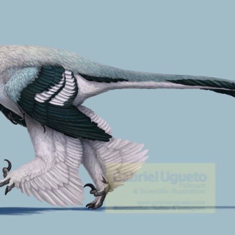 Discover the Fierce and Agile Graciliraptor: An Impressive Hunter of the Late Cretaceous