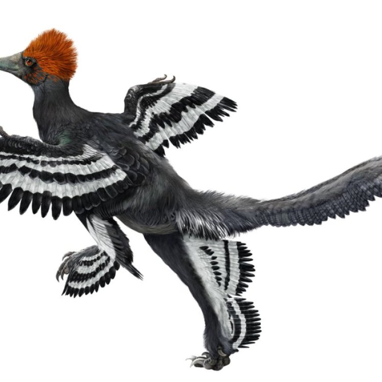 Anchiornis: The Prehistoric Predator of China's Forests