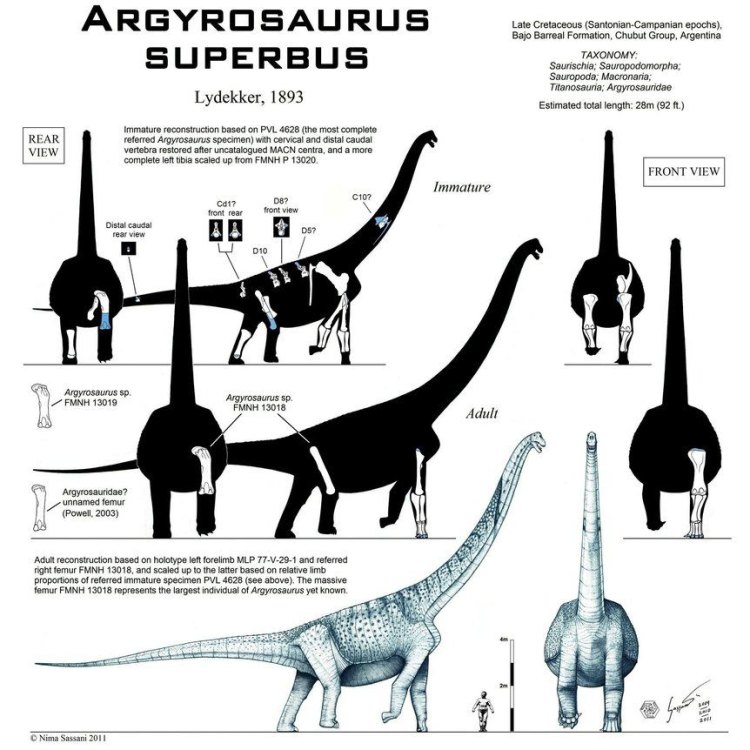 Argyrosaurus: Uncovering the Mysteries of a Giant Dinosaur