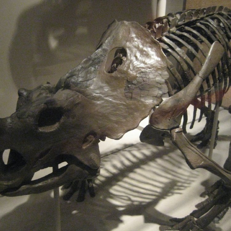 The Majestic Brachyceratops: An Overview of the Prehistoric Quadrupedal Herbivore