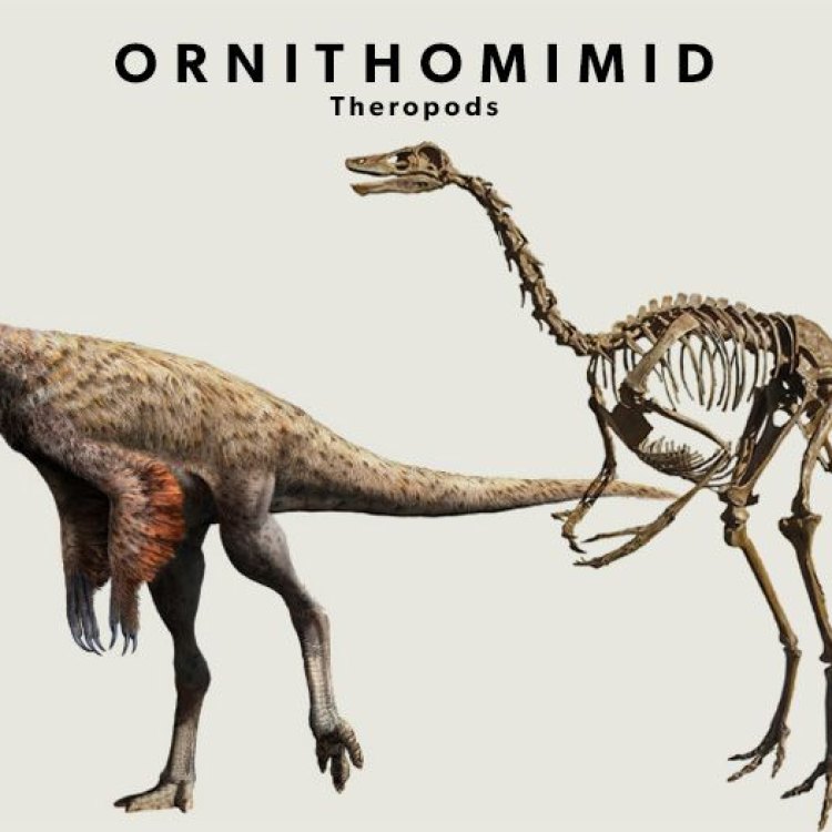 The Mysterious Ornithomimids: The Enigmatic Dinosaurs of Late Cretaceous