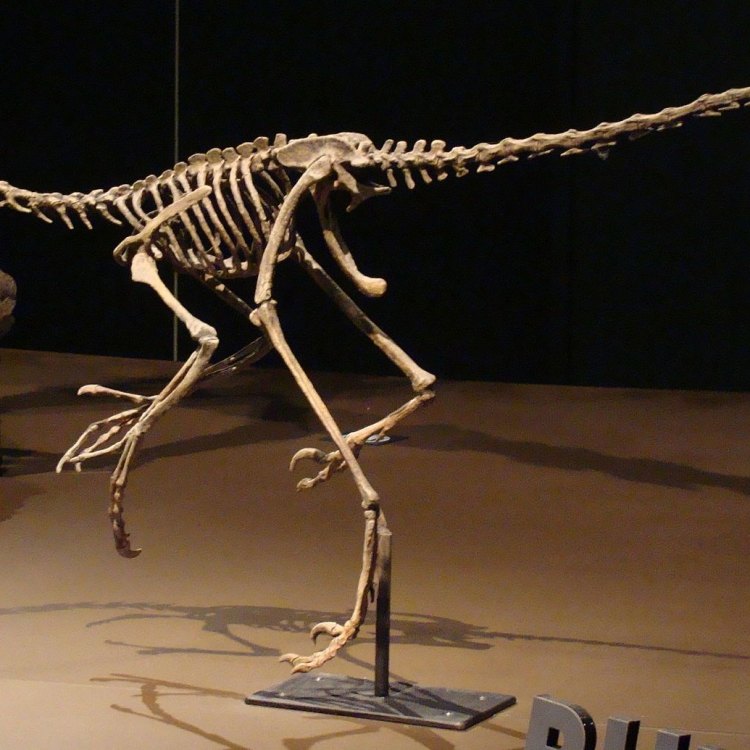 The Unassuming Yet Ferocious Predator: Buitreraptor gonzalezorum