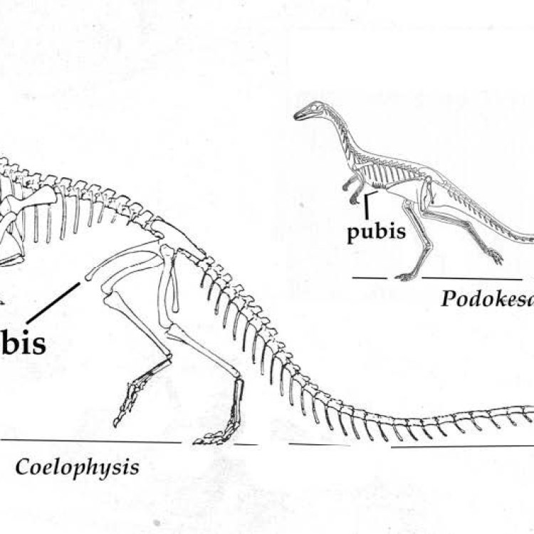 The Enigmatic Predator of Early Jurassic: Podokesaurus