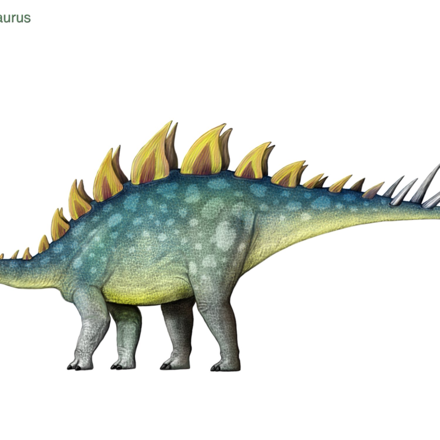 Loricatosaurus